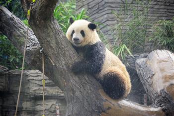 北京動(dòng)物園：大熊貓淋浴享清涼