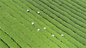 廣西茶鄉(xiāng)采秋茶