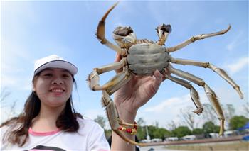 蘇州：陽(yáng)澄湖大閘蟹試捕